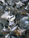 Piles of Conch Shells cast aside on the shore.