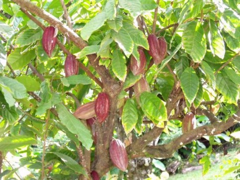 We think these are cocoa pods --- any experts out there?