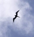 Frigate Bird soaring high