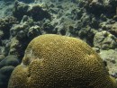 Brain Coral, lots of this and looking quite healthy in Canouan.