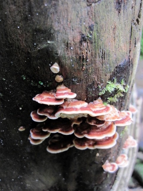 Fungi on a tree...not quite all in focus but you get the idea
