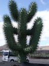 "Subtle" sculpture at the Cactus Gardens:-)