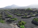 Vines growing in their protective lava stone walled enclosures.