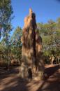 Cathedral termite mound