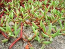 Succulents growing on the lava path.