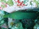 Green Moray Eel - you can just see the cleaner shrimps on the right of picture