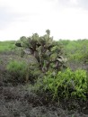 A large cactus tree/