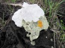 £ different types of lichen on this rock.