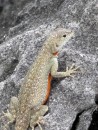 A lava lizard