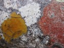 Different types of lichen