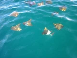 Golden Cow Nosed Rays pirouetting alongside Spruce