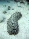 A huge sea slug