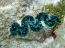 A giant clam
( Image from Juffa)