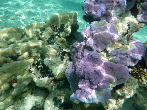 Lovely coral Apataki lagoon
( Image from Juffa)