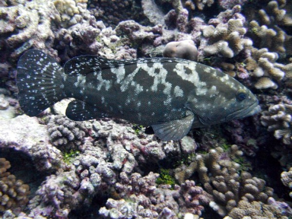 A marbled Grouper.
