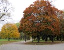 Autumn trees ... Victoria Park, London, November