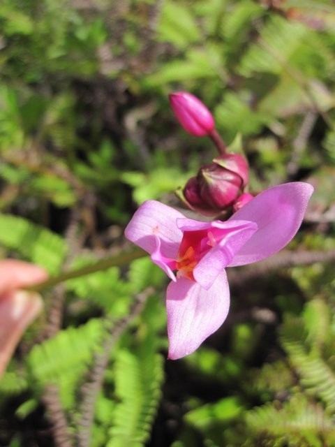 Wild orchid Hiva Oa