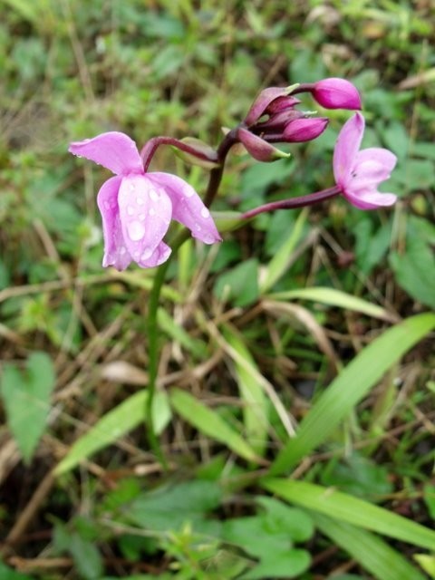 Orchid in the forest