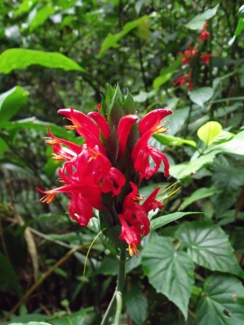 Flower in the rain forest - Sue can