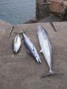 Catch of the day, these were caught by a man in a small canoe!