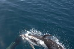 Pacific white sided dolphins