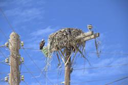 An Osprey nest.