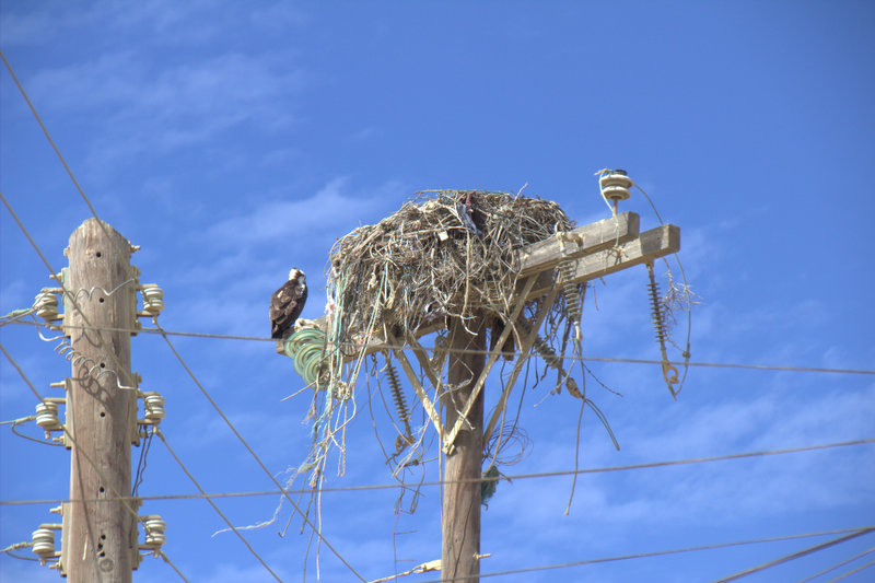 An Osprey nest.