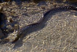 eels in shallow water