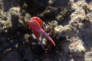 Small crab with fierce claw