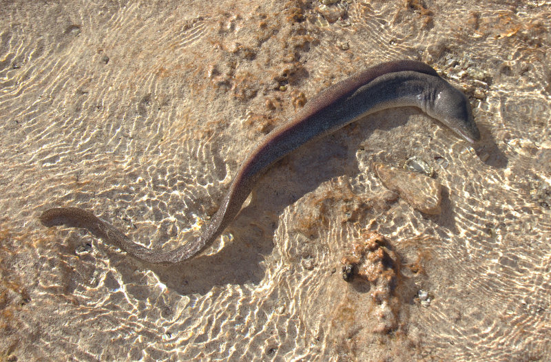 eels in shallow water