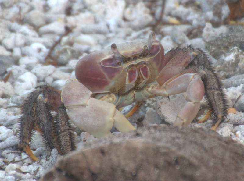 Amanu crab