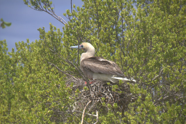 Red footed Boobies nesting