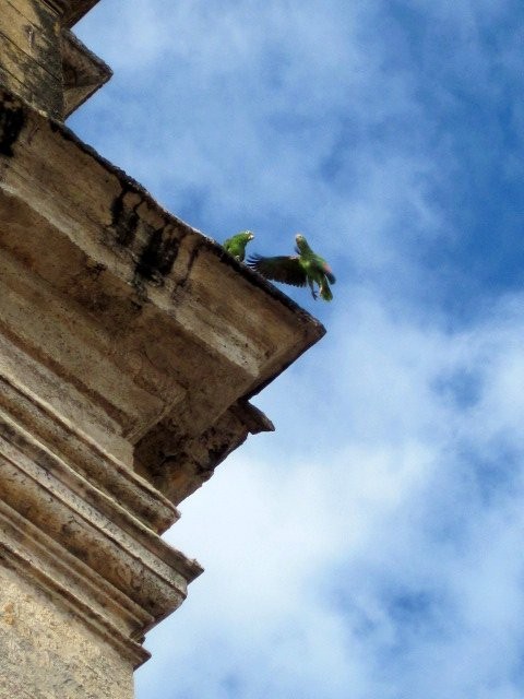 Parrots on the tower