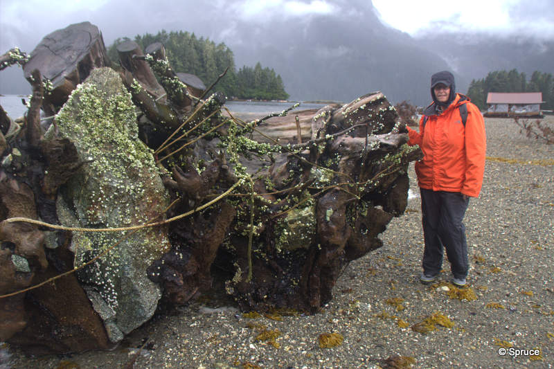 Large tree trunk on the beach, very worrying for small craft at sea.
