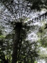 New Zealand tree fern.