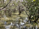 Mangrove swamp.