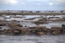 Low tide on the reef.