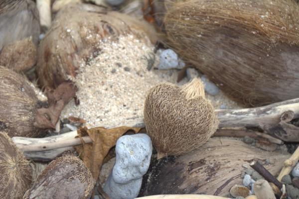 Seed podsand pumice on the tide line.