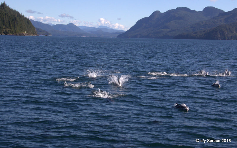 Pacific White sided Dolphins.