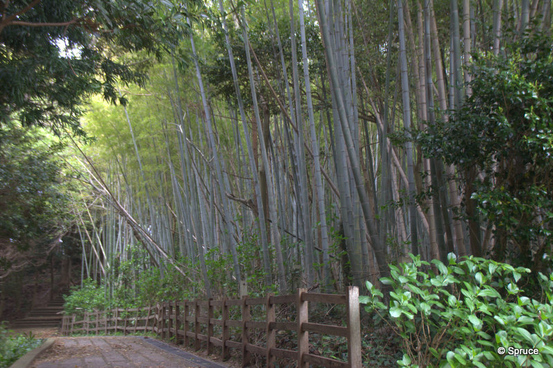 Bamboo grove.