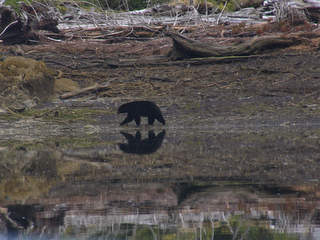 Bear reflection