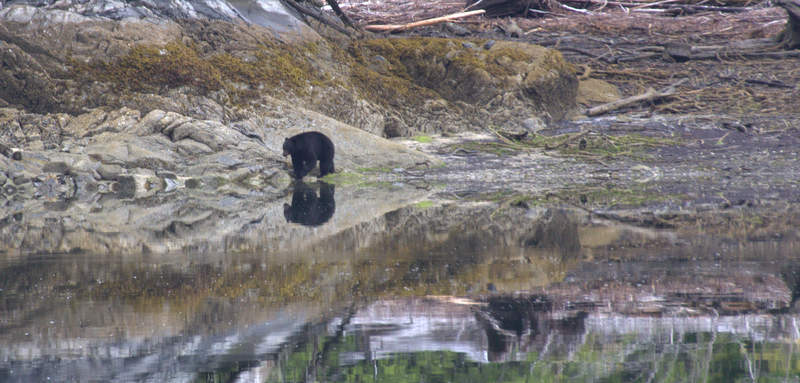 Bear reflection