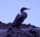 A Flightless Cormorant.