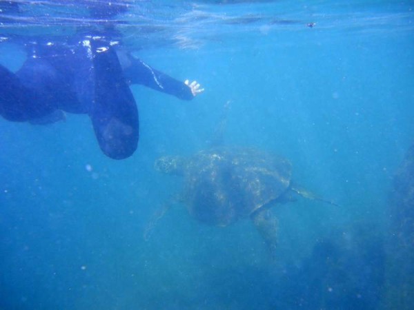 Sues swims with the turtles.