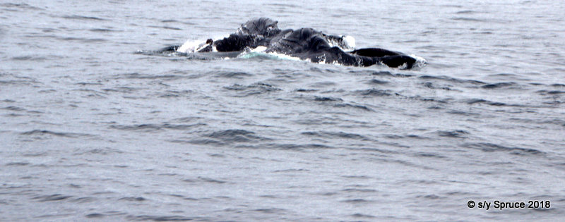 Humpback whale feeding