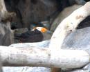 A Tufted Puffin.