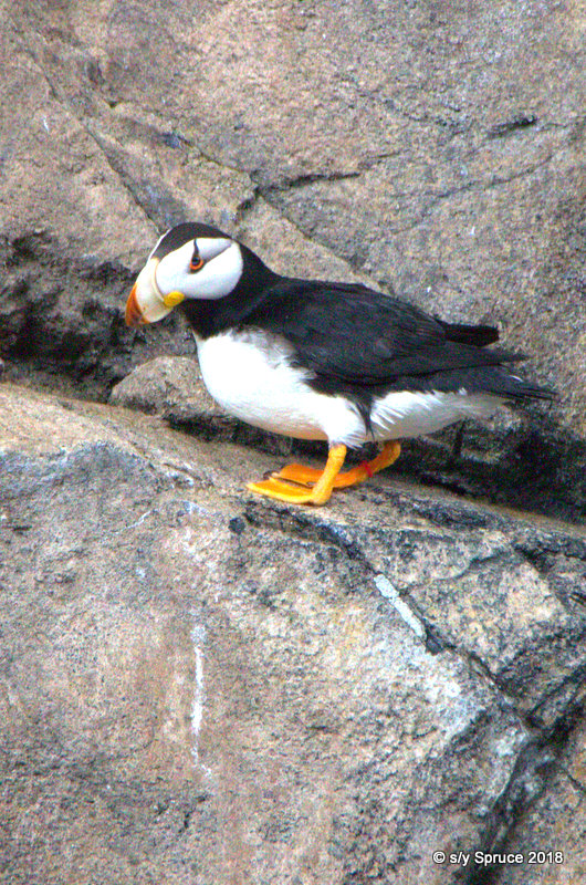 A Horned Puffin.