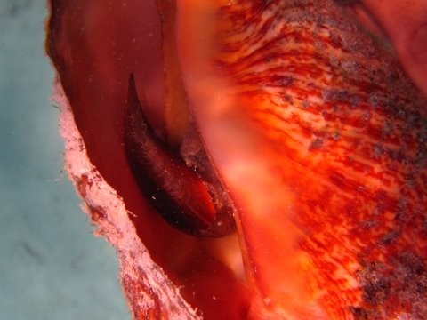 A conch hidiing in its shell. 