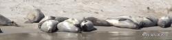 Elephant seals on the beach San Miguel
