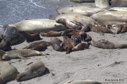 Elephant seal and Sea lions share a space.